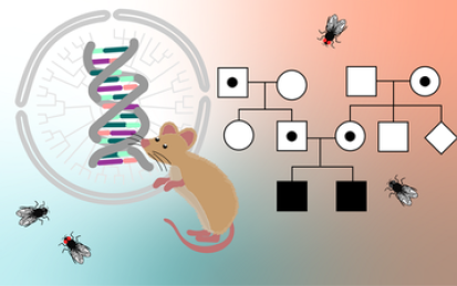 Genetics: The Fundamentals