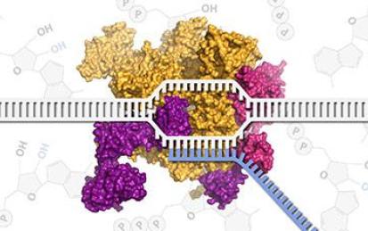 Molecular Biology - Part 2: Transcription and Transposition