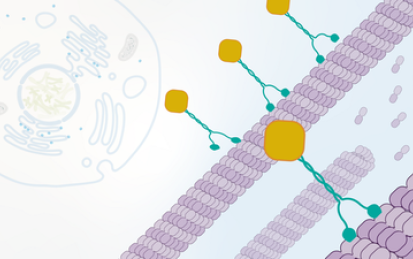 Cell Biology: Cell-Cell Interactions