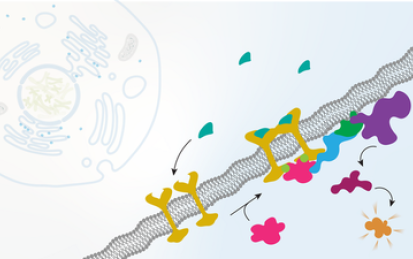 Cell Biology: The Cytoskeleton and Cell Cycle