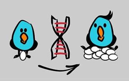 Genetic Models for Animal Breeding