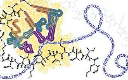 Molecular Biology - Part 3: RNA Processing and Translation