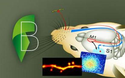 Cellular Mechanisms of Brain Function