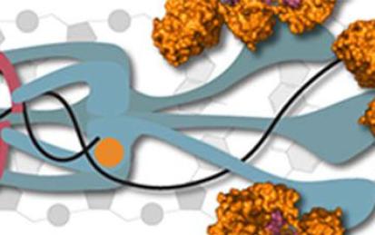 Molecular Biology - Part 1: DNA Replication and Repair