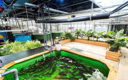 Aquaponics - the circular food production system